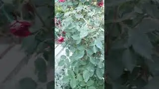 Образаю розу Инзель Майнау.  26.06.24