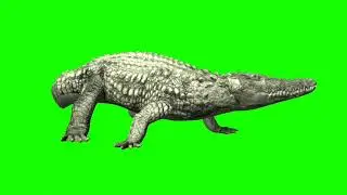 Crocodile || Green screen crocodile || Crocodile walk green screen || crocodile left walk ||