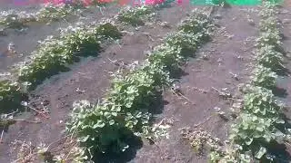 Земклубника Купчиха на 7 июля