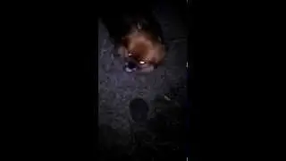 Собачка