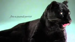 Auguri Shayra