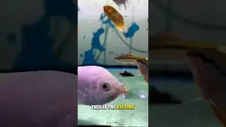 This Fish Fights by Kissing 😲