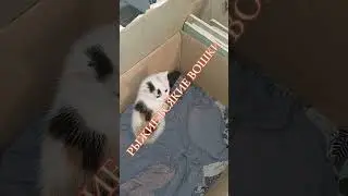 РЫЖИЕ ВСЯКИЕ ВОШКИ