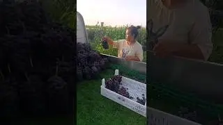 Early Morning Harvest Fresh Grapes #fruit #agriculture