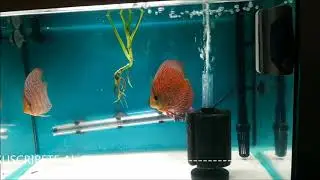 como conseguir mas intensidad de color al pez disco