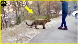 50 Animals That Asked People for Help & Kindness Caught On Camera !Best moment of 2024! #130