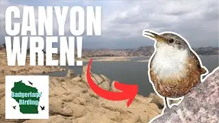 California Birding! Can We Find Clark's Grebe and Canyon Wren at Millerton Lake SRA?