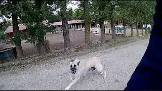 Bisikletime Köpek Saldırdı ! Dog Attack Bike