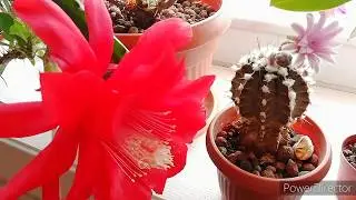 Комнатные цветы/ ОБЗОР КОМНАТНЫХ ЦВЕТОВ. //Цветы в доме.