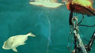 Jornada de pesca submarina de fin de año 2024 en salinas BANI RD - pesca de JUREL, LISAS, SALMONETE