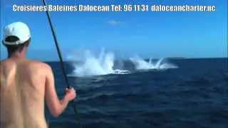 Croisières Baleines Dal Océan