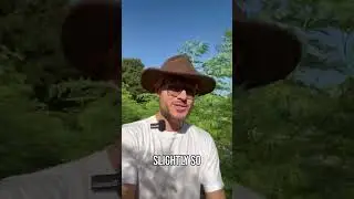 Tree Care Tips  How to Prune and Maintain Trees for Healthy Growth