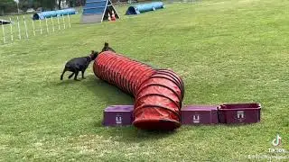 Happy Dogok bolondozás