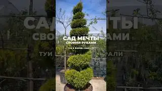 Туя в форме спирали. Сад мечты своими руками! 