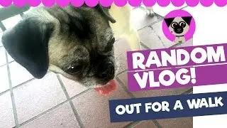 Out for a walk with Penny! Awesome NYC view, pug sneezes & Vidcon surprise! Random Vlog