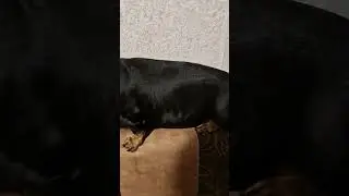 Моя кошечка 😍 #собаки #собакиприколы #такса