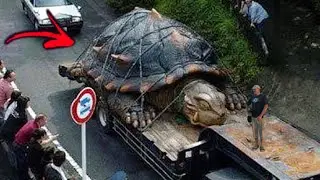 10 Biggest Unusual Creatures Ever Captured