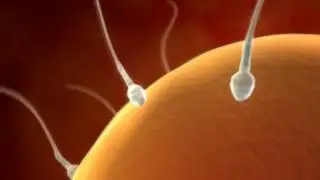 Sperm To Egg Using Zygote Models