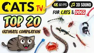 CAT TV - TOP 20 🙀 ULTIMATE Compilation 🐭🪳🦎 for cats & dogs [4K] 5 HOURS