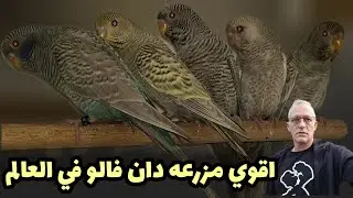 THR STRONGEST BUDGIE FARM IN THE NETHERLANDS | Roger van Delft