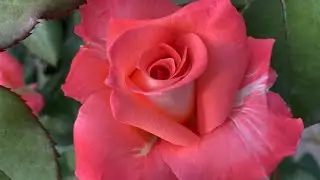 ROSE BLOOMING 2022🌹✊. PINK EVENING… YESTERDAY’S 🌹🌹🌹✊✊✊