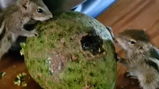 two thieves in my kichan...😲 #funny #animals #funnyvideo