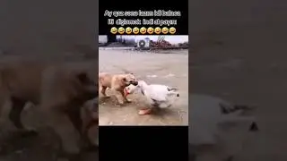 Месть