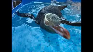 Brighton quality controls the pool