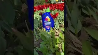 Фертика Kristalon для садовых цветов. #удобрение #питаниерастений