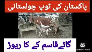 Best Cholistani Rathi cows of Pakistan from Qasimkay Tribe!