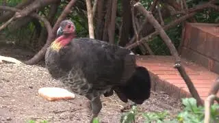 Bird Behaviour at Dr Rom's Bird Sanctuary on 1 April 2024