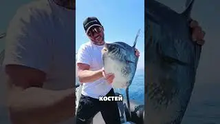 The Giant Fish Has No Pain At All! 😮🐟