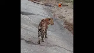 Leopard sighting at dawn. 🐆🌅 #wildlife #africansafari #animals #leopard #nature #krugernationalpark
