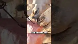 Почему верблюдам дают соль? 🐪💧😮👈 