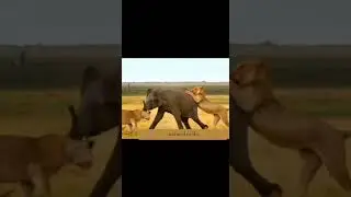 Survival Struggle: Elephant 🐘 Confrontation with Ferocious Lions🦁🦁#shortsvideo #youtubeshorts #viral