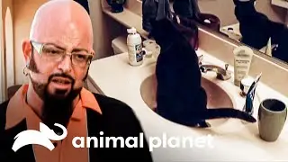 Caixa de areia do gato Max está imunda | Meu Gato Endiabrado | Animal Planet Brasil