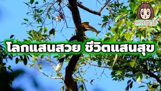 โลกแสนสวย ชีวิตแสนสุข | หนังสือเรียนภาษาพาที ป.3 | ครูกวาง