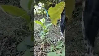 dog on training 