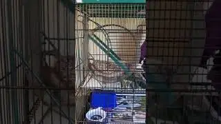 Just a rescue hedgehog enjoying his exercise.