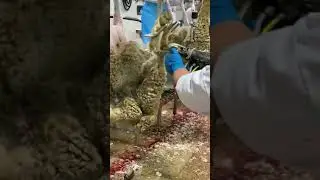 Back shank removal - Australia