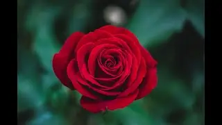Roses are red...