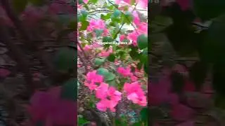 Bougainvillea glabra #viral #viralvideo #viralshorts #shorts #flowers