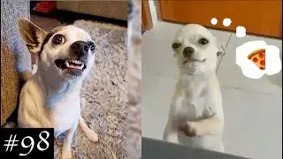 Cute And Blissful Dogs Having Fun All Day | Funny Dogs Video