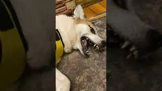 Пончик на меня обиделся 🙈