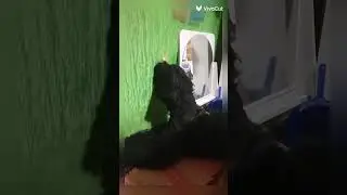 Домашние любимцы.