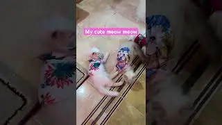 my cutie  meow meow
