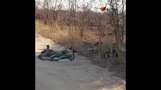 African Wild Dogs spooning! 💛🐾 #wildlife #africansafari #animals #wilddog #nature #krugersightings