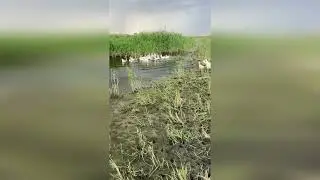 Пора домой