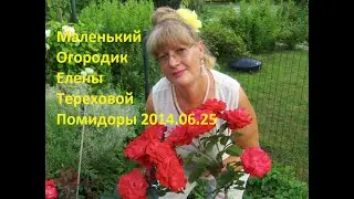 Маленький Огородик Елены Тереховой -   Помидоры 2014.06.25