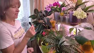 Красивое хобби моей жены. Зимний сад в конце января!